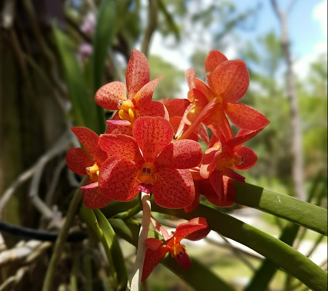 Orchids at the Botanical Gardens, Port St Lucie