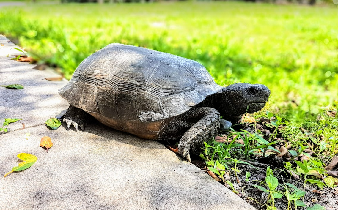 Wildlife at botanical gardens Port St Lucie